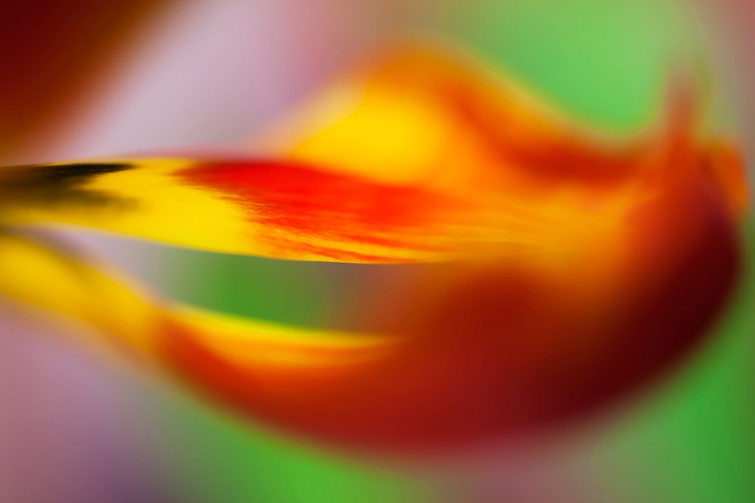 00007_MACRO_4_02FEBR_2013_4495AO1RncuzN0_15