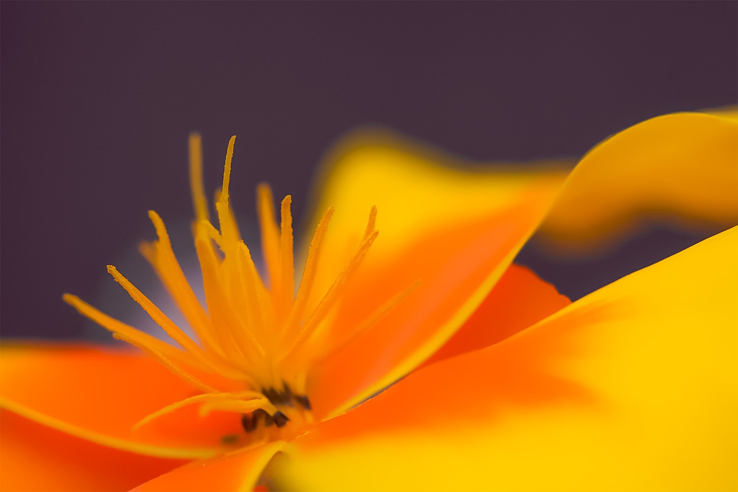 00015_MACRO_1_07JUNI_2014_7363sfCCz-20_15