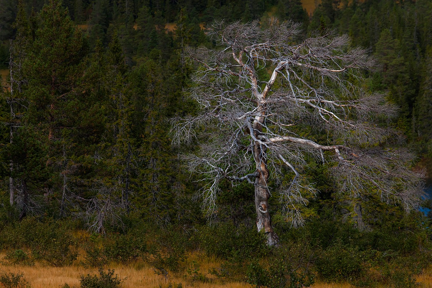 000131__M4_NO8_152-153-salsbruket_2008_4357RCCz-40_15