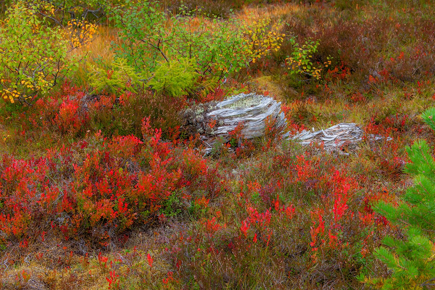 00083_M4_NO8_152-153-salsbruket_2008_4343RCCz-40_15