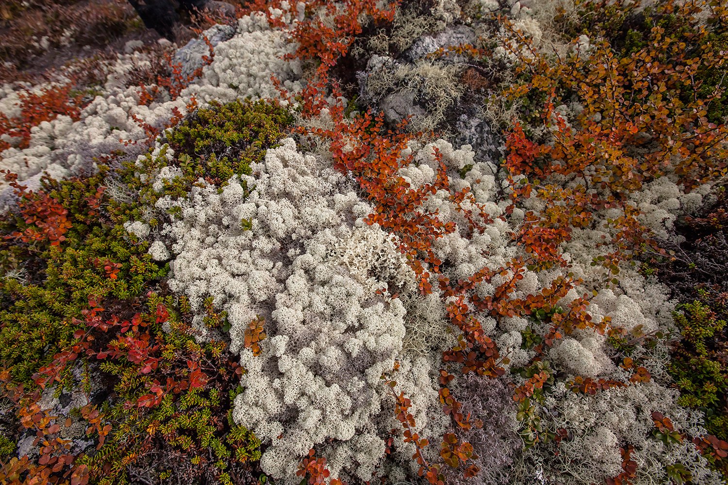 00171_NO8_PHOTO_174_175-176_FLATSETRA_6668RCCz+40_15