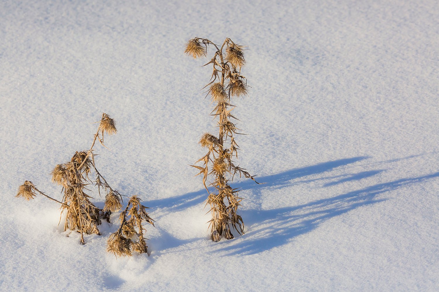 00199_III_EDELBRUN_28DEC_2016_9720RCCz-40_15