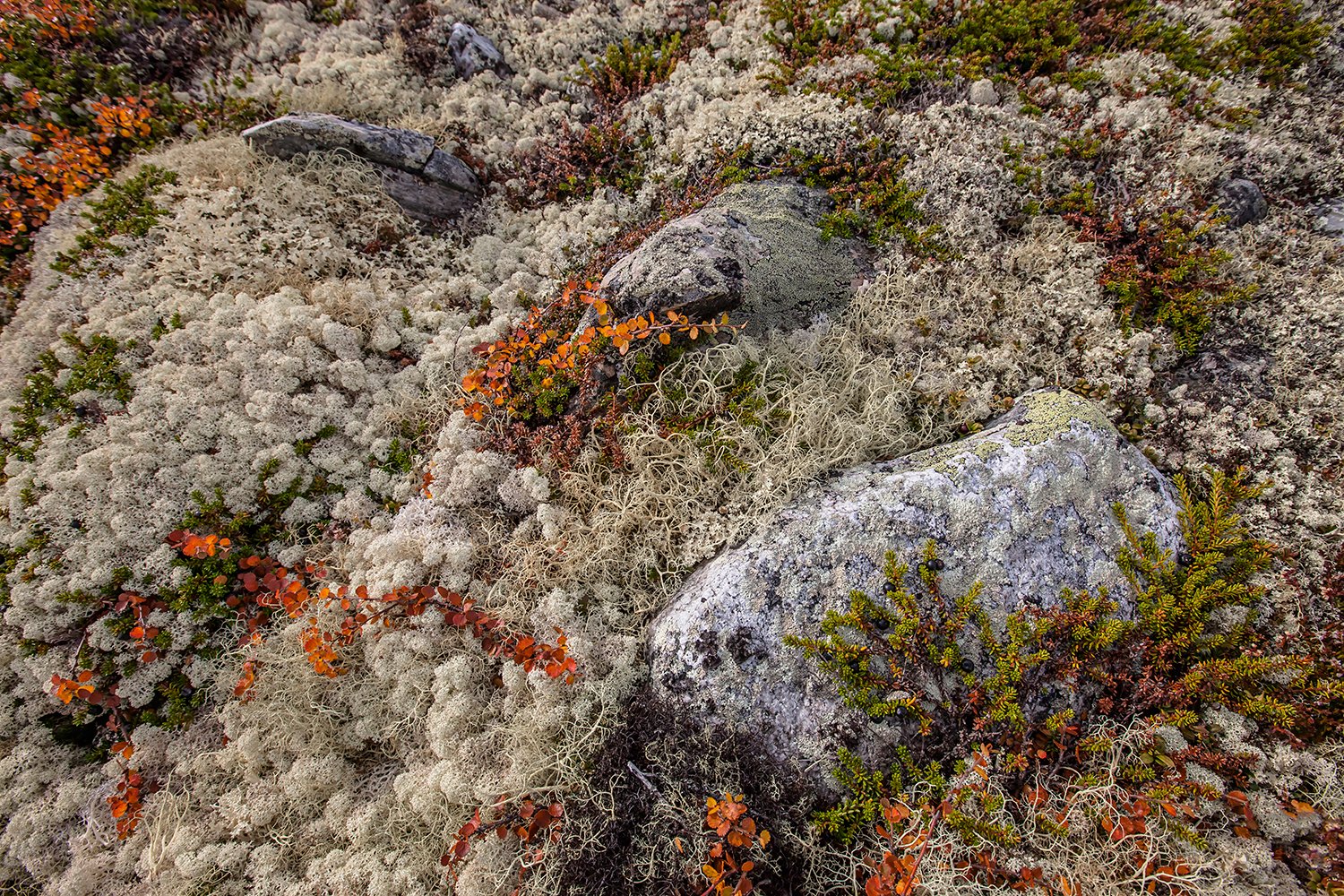 00211_NO8_PHOTO_174_175-176_FLATSETRA_6661RCCz+40_15